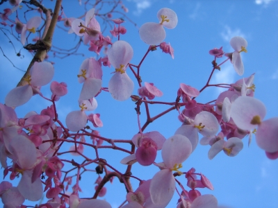 Blümchen von unten