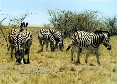 Zebras im Etoscha Nationalpark