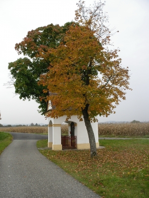 Andacht unter Bäumen