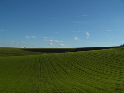 grünes Feld