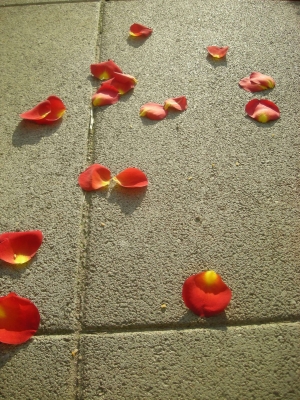 rosenblätter (1)