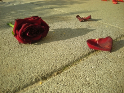 traurige rose