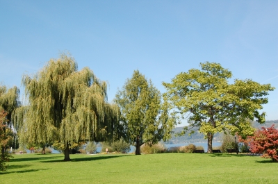 Bäume auf der Promenade von Bodman