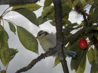 Vogel im Garten