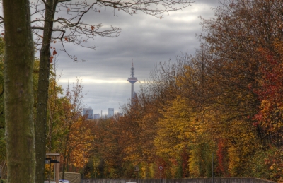 Herbstiliche Allee in Frankfurt am Main