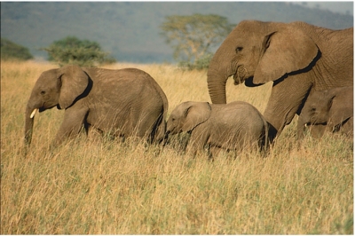 Elefanten im Serengeti