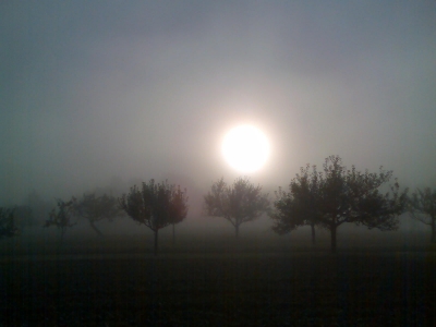 Streuobstwiese im Morgennebel