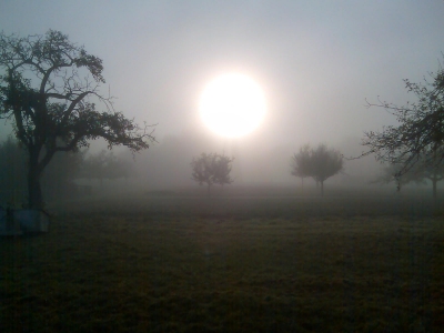 Streuobstwiese im Morgennebel