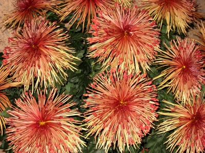 Chrysanthemen-Feuerwerk