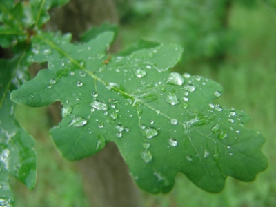 Eichenblatt im Regen