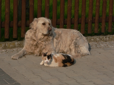 Wie Hund und Katze
