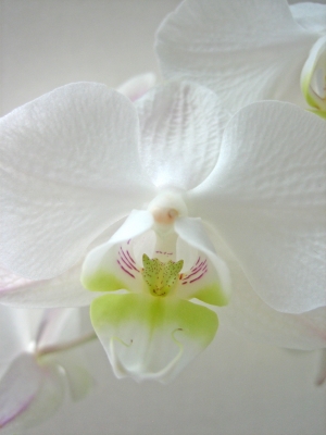 schöne Orchidee