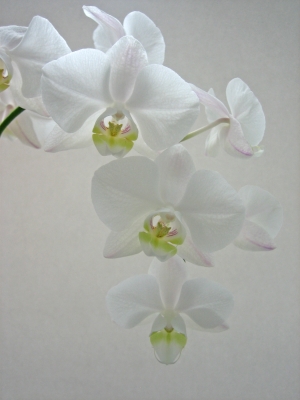 schöne weiße Orchidee