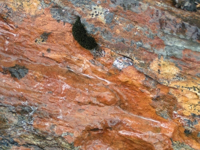 Fjellstein mit Flechten