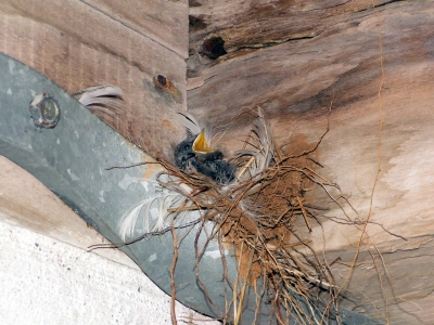 Schwalbennest mit Jungvogel