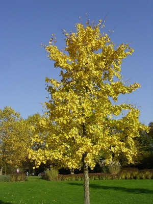 Blätterpracht in Gelb