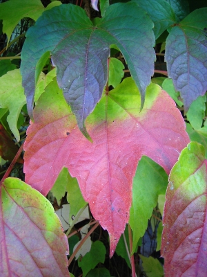 Wilder Wein im Herbst