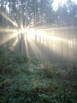 Wald im Morgennebel