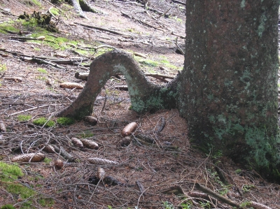 Baum mit "Stolperfalle"
