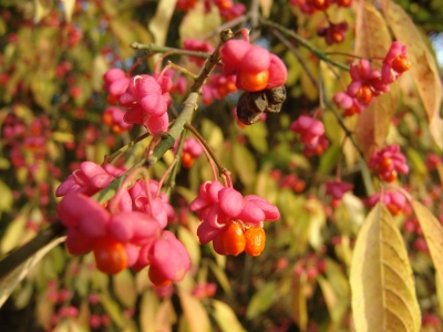 Blüten im Herbst