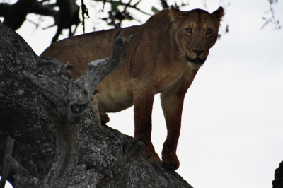 Baumlöwen in der Serengeti
