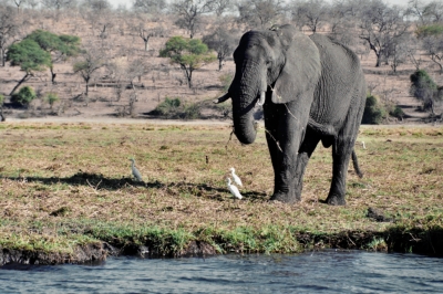 Elefant am Chobefluß in Botswana