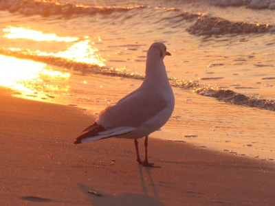 Möwe beim Sonnenuntergang