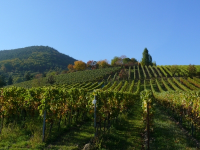 Herbst am Schlossberg