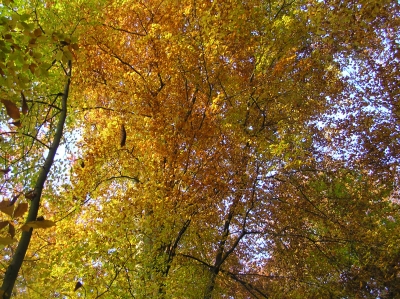Frankfurter Wald im Herbst