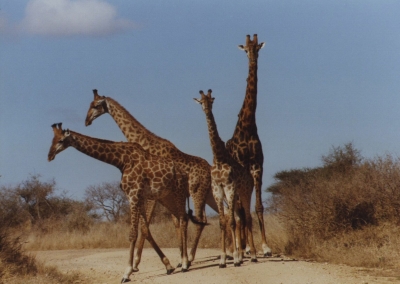 vier Giraffen