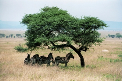 Zebras in der Serengeti