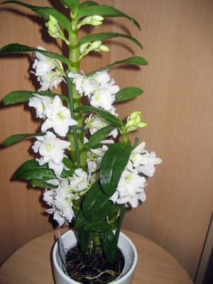 Orchidee Dendrobium