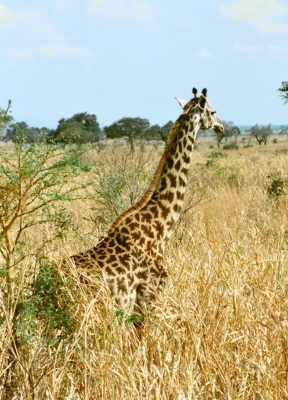 Giraffe im Mikumi Nationalpark in Südtanzania