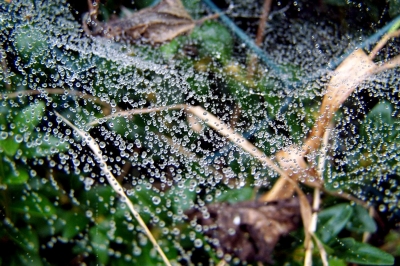 Perlen im Spinnennetz