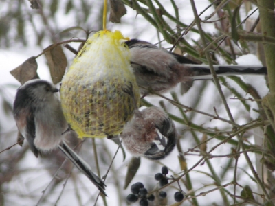 vögel im winter