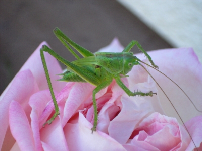 Grüner Grashüpfer auf roter Rose