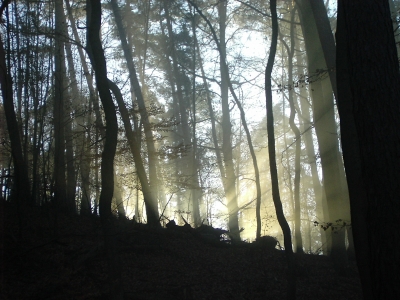 Wald im Morgennebel 1