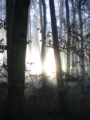 Wald im Morgennebel 2