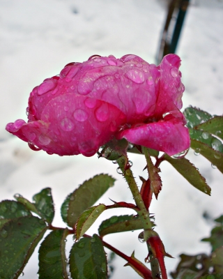 schneeweiß & rosarot