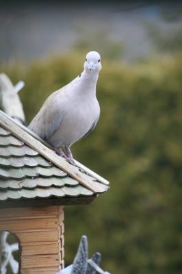 Taubenbesuch am Vogelhaus