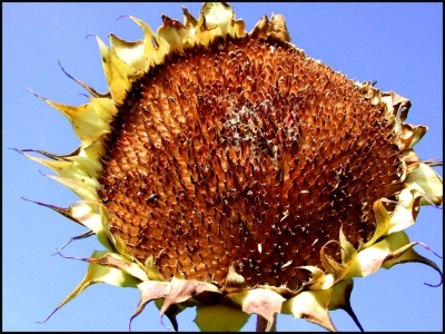 Verblühte Sonnenblume