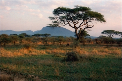 Schirmakazien und Inselberge in der Serengeti