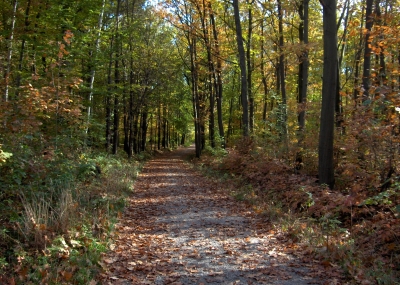 Herbstlicher Zeisgwald in Chemnitz