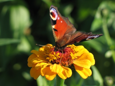 Schmetterling