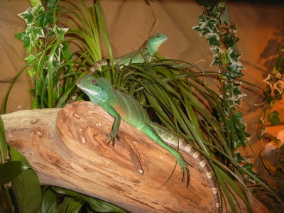 Wasseragamen Pärchen im Terrarium