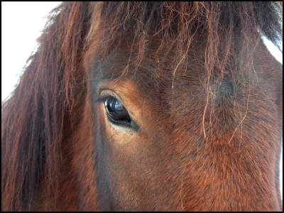 Auge in Auge mit Pferd