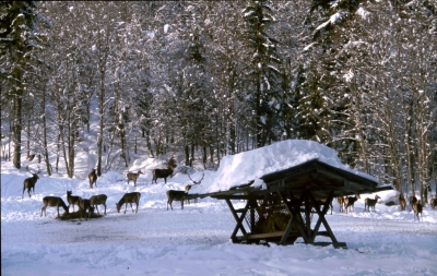 Hirschfütterung