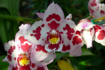 Orchidee#02