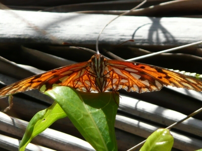 Schmetterling