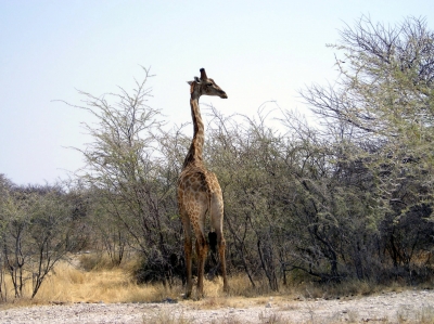 Giraffen sind sehr neugierig